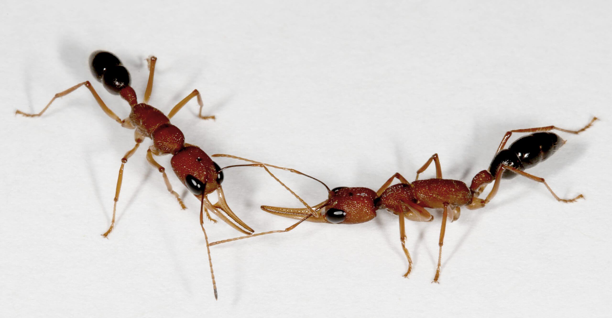 Harpegnathos worker ants interacting. Photo: Jürgen Liebig/ASU