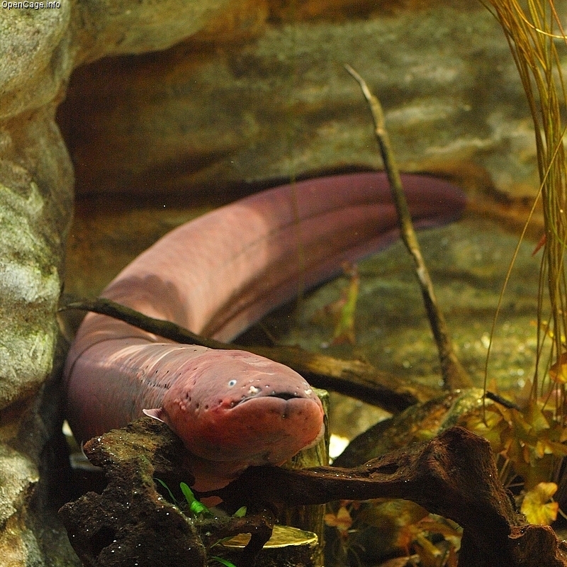 The electric eel (Electrophorus electricus), Photo: CC BY-SA 3.0