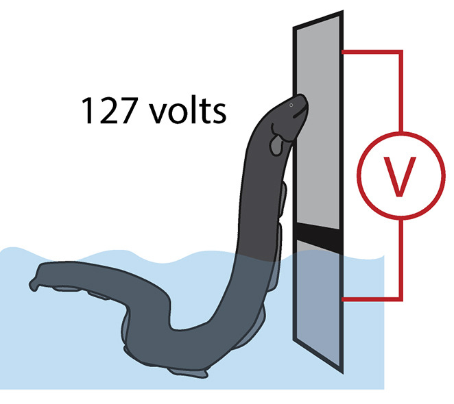 Two plates, one in the water and the other above it were separated by an insulator. When the electric eel reached the maximum height in its leap to deliver a shock, the upper plate showed a voltage of 127 volts. Image: Kenneth Catania