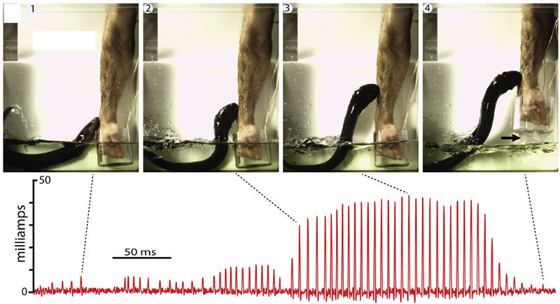 A series of images showing the electric eel delivering the shocks up the human forearm. Below, the corresponding rise in measured current as the animal leaves the water. Images: Kenneth Catania