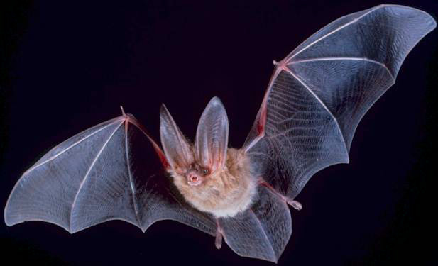 Bats rely on transcranial ultrasound