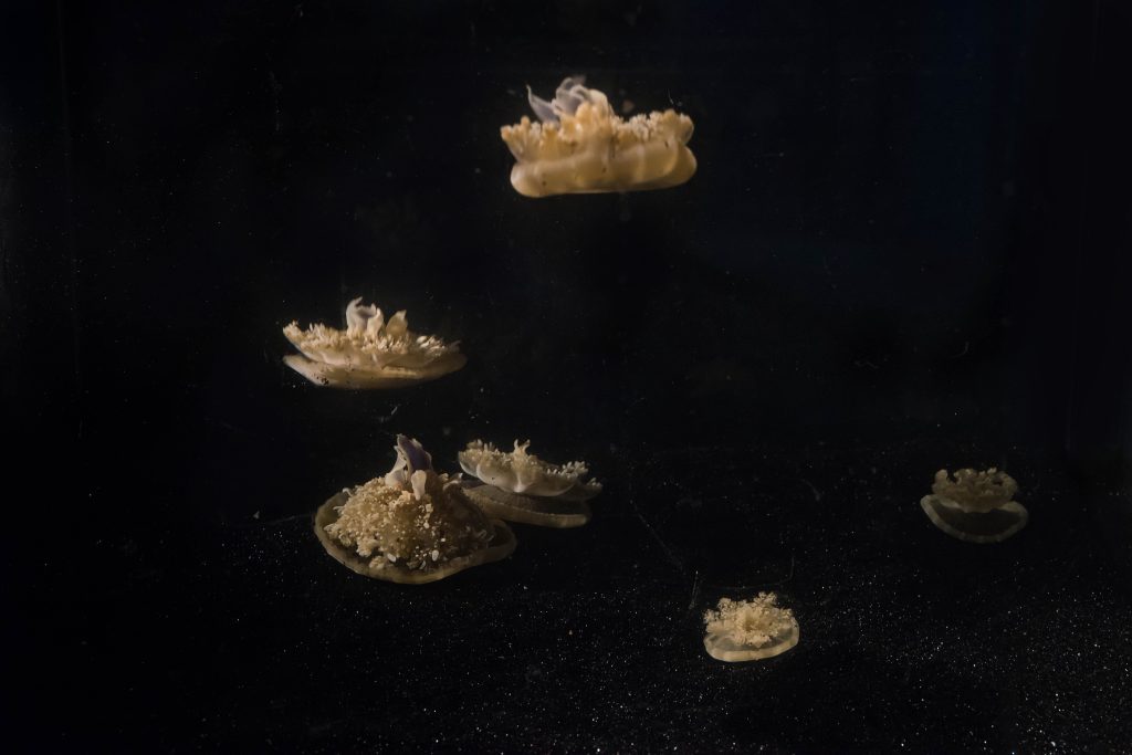 Cassiopea that aren't allowed to rest.
Photo: L Goentoro lab/Caltech
