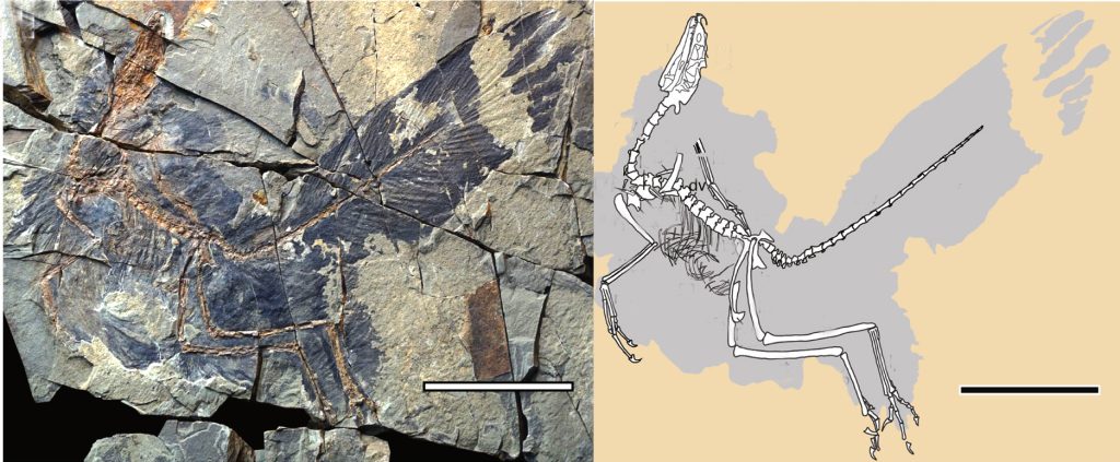 The fossil up close, and a sketch providing the details. Courtesy: Julia Clarke