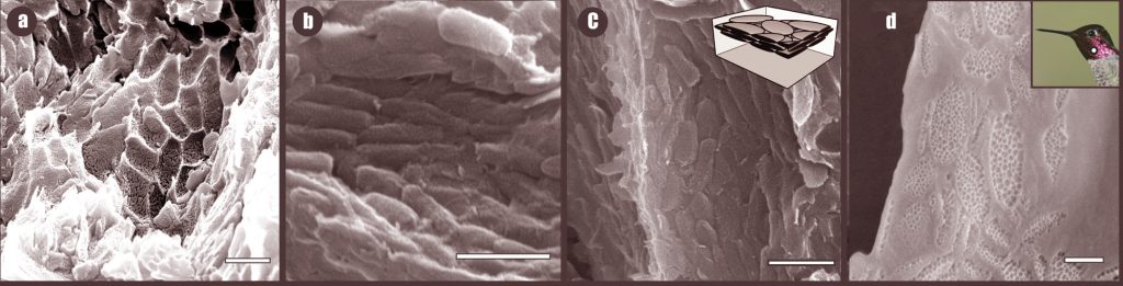 (a-c) Fossilized nanostructures from Caihong feathers. (a) Structures preserved as molds in a neck feather; (b) in 3-D; (c) neck feather showing nanostructure packing (inset shows 3D stacking); (d) Anna’s hummingbird (Calypte anna) showing overlapping melanosomes in a feather barbule. All scale bars: 1000nm. Photos: courtesy Julia Clarke (a-c, license CC BY 4.0), Chao PC (d, license CC BY-2.0)