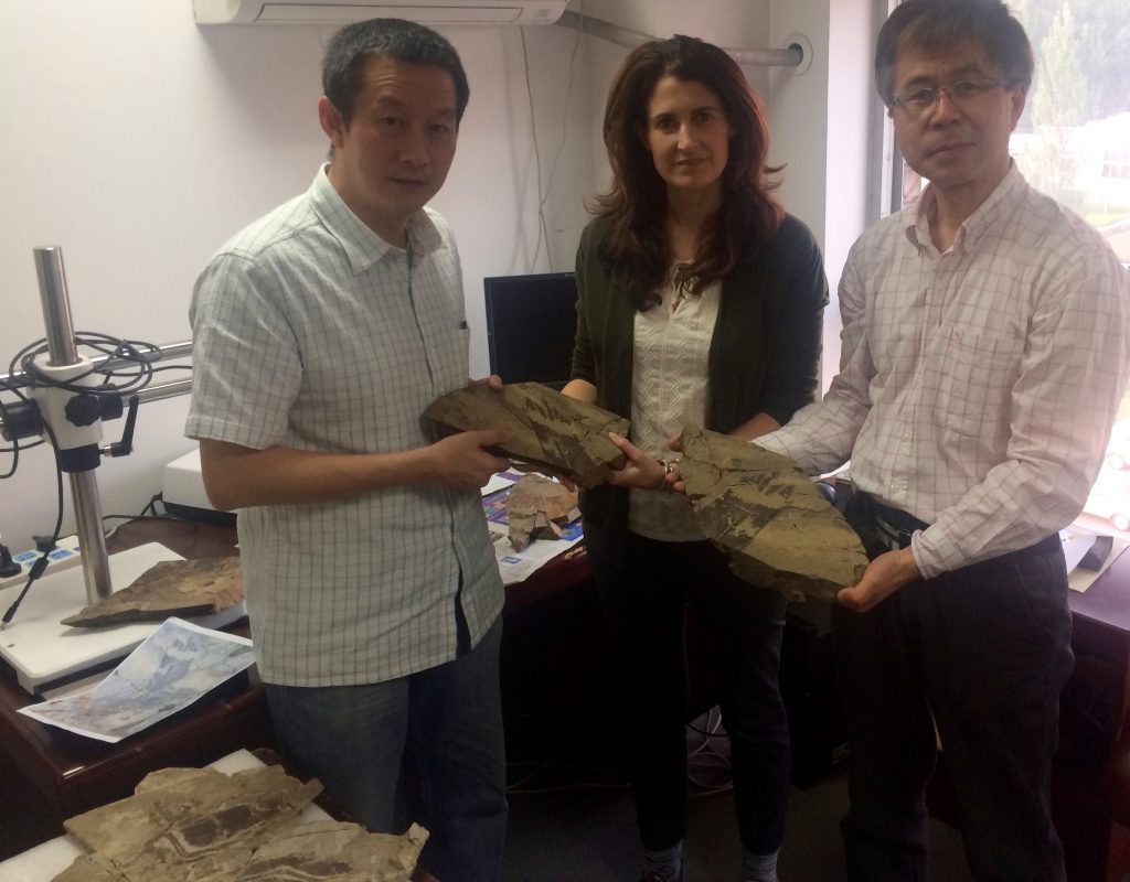 (L to R) Researchers Xing Xu, Julia Clarke and Dongyu Hu with the Caihong specimen.