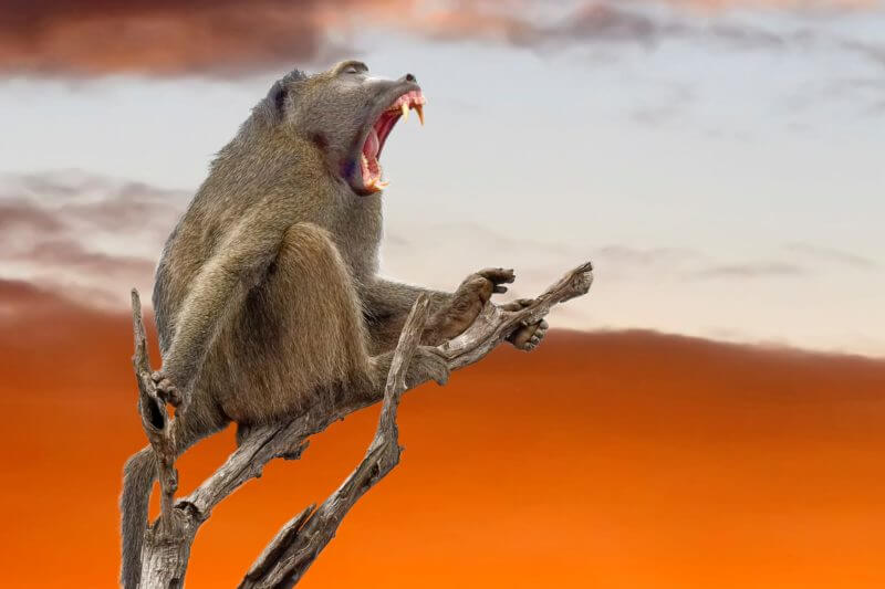 Baboons make sounds, but how does it relate to human speech?