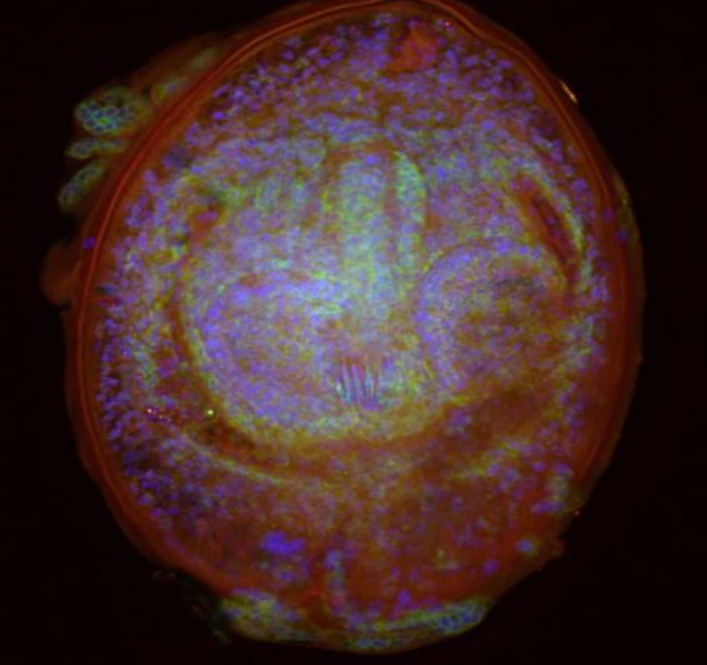 The tapeworm that impacts colony 