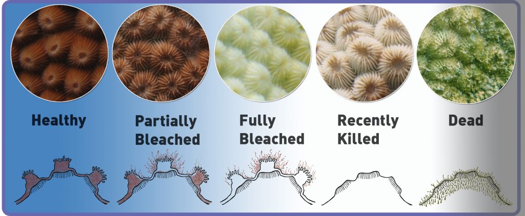 The different shades of coral health