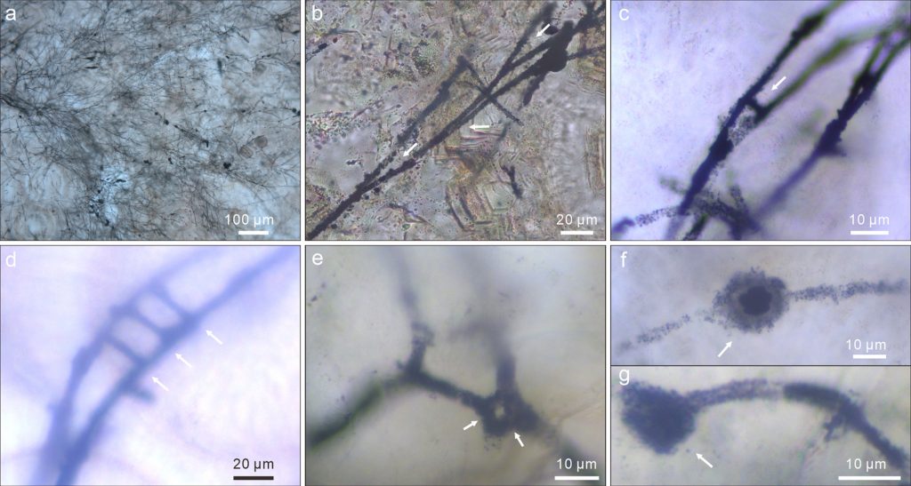 Different details of the fossil fungi