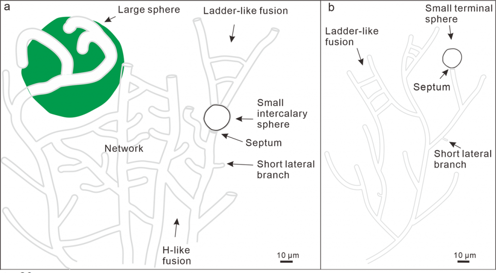 Sketches of different fossil filaments and associated spheres