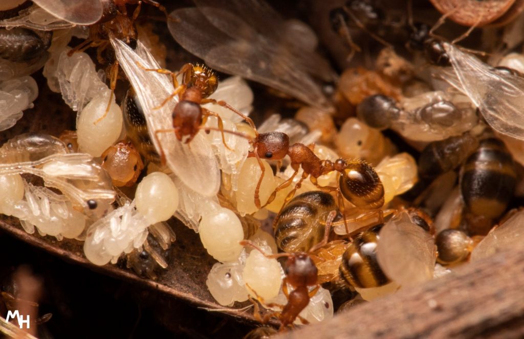 Temnothorax nylanderi