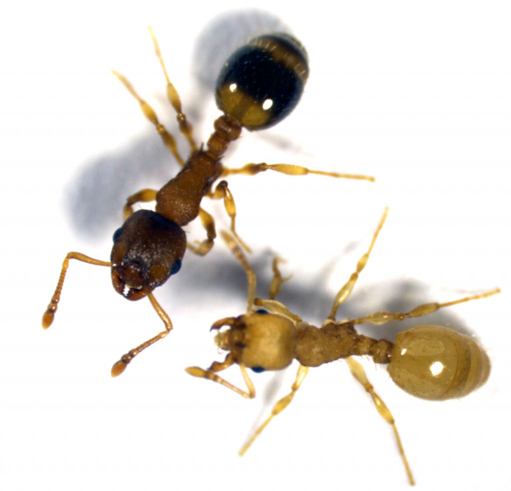 Temnothorax nylanderi infected with tapeworm is yellow