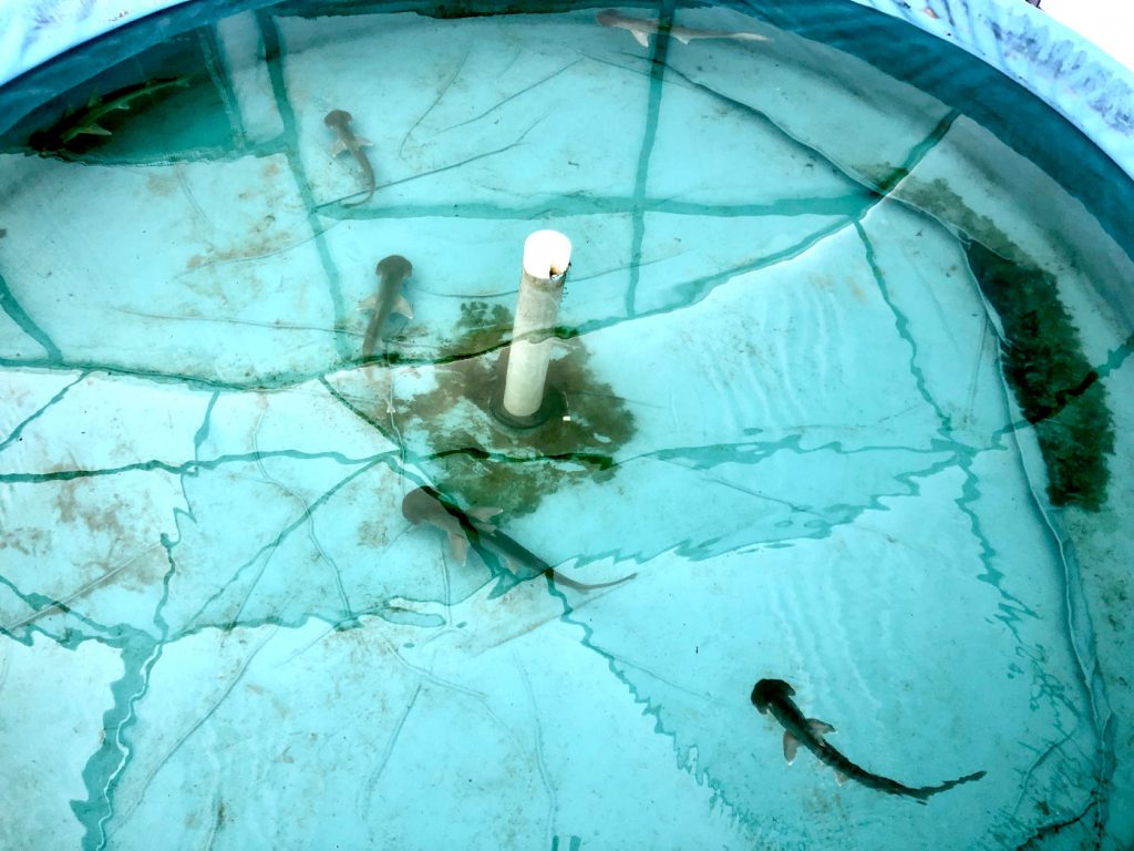 An overhead shot of the bonnethead sharks in the test tank