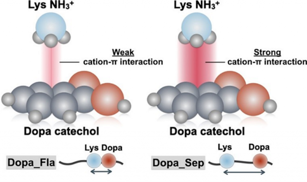 Schematic illustration of cation−π interactions within lysine-dopa pair