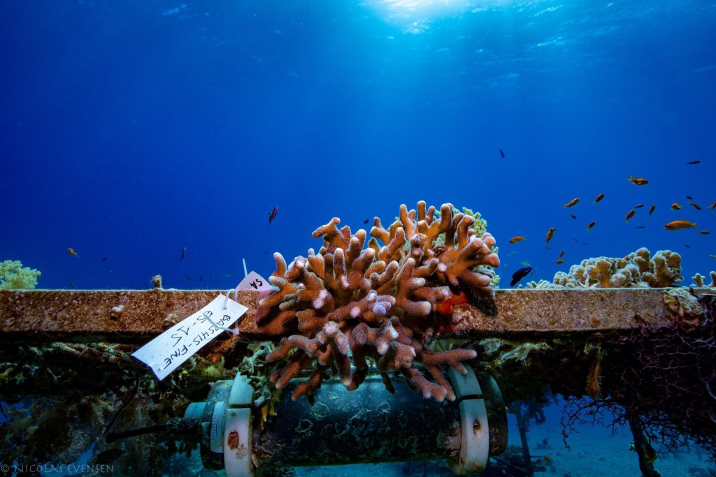 Stylophora pistillata, the coral studied by Voolstra and his colleagues, at Eilat. 