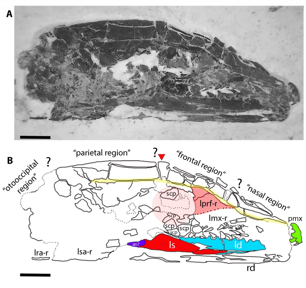 The whole fossilized skull does not look like that of a snake, but a lizard, the authors argue