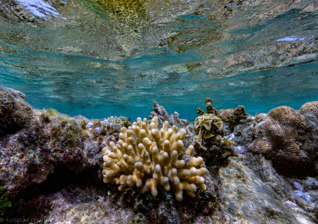 tylophora pistillata, the coral studied by Voolstra and his colleagues, at the Tahala reef.