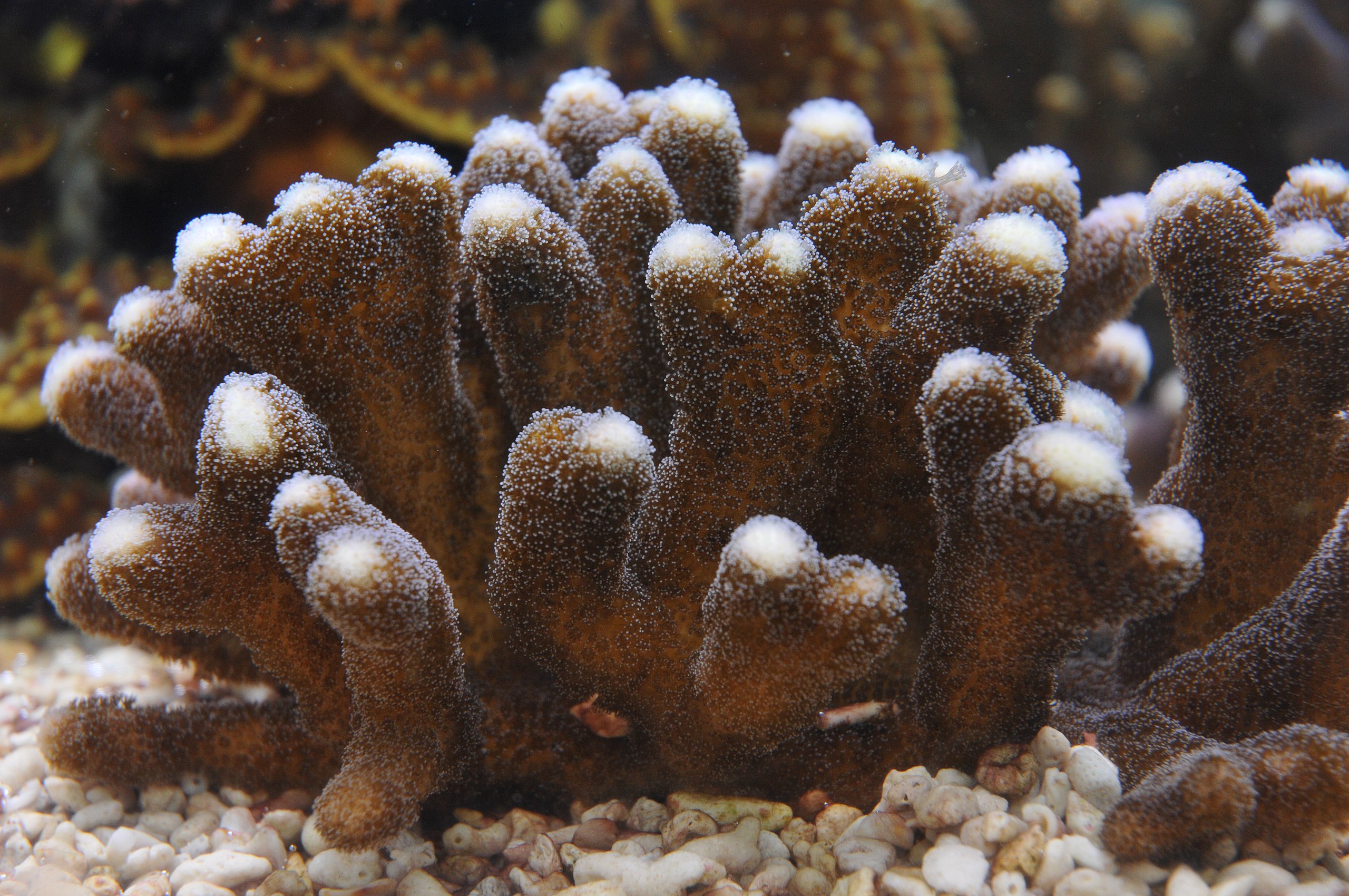 Stylophora pistillata, seen up close. Pic courtesy Wikimedia CC 4.0 ASA