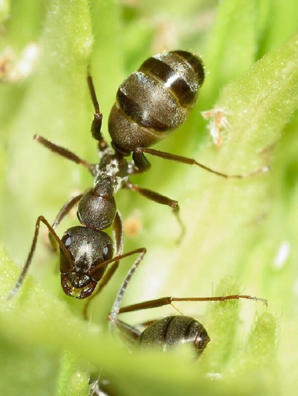 A close-up of Cataglyphis cursor, the subject of the researchers' earliest paper on ant rescue behavior. Pic courtesy: Elise Nowbahari