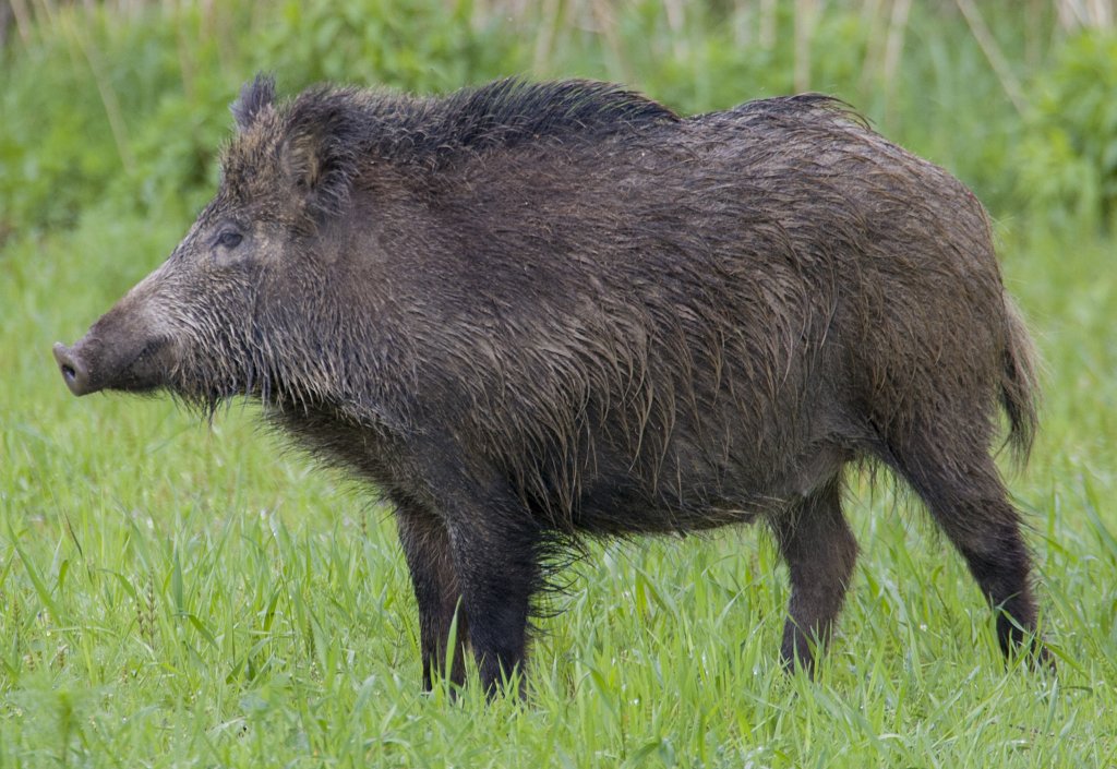 The researchers ran the hazard of charging boars while studying the ants. Pic courtesy: Elise Nowbahari
