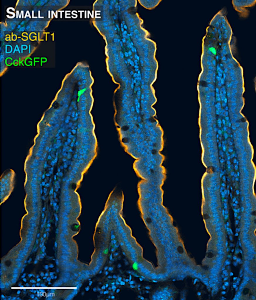 Neuropod cells in the small intestine labeled in green