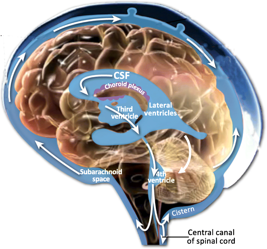 Schematic of cerebrospinal fluid circulation, its outflow systems, and the anatomy of its various compartments