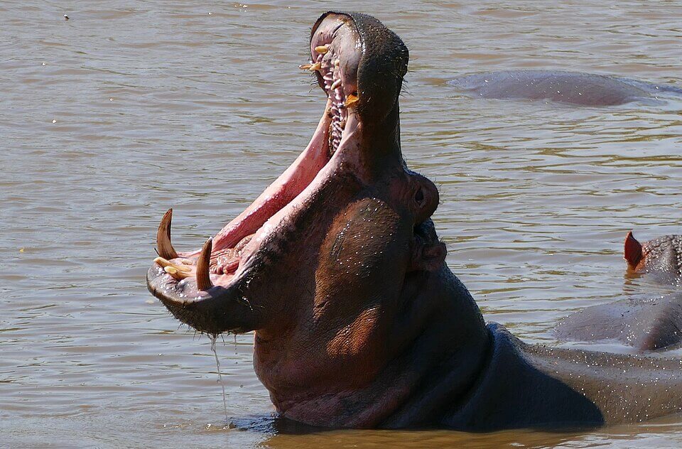 Hippopotamus_amphibius.
