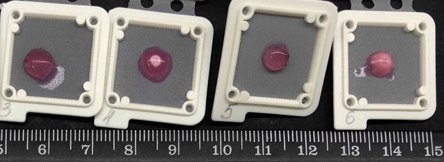 Four numbered plastic holders on a ruler, each framing a small deep pink hydrogel disc containing differentiating bone marrow cells
