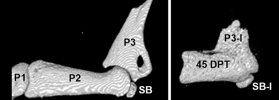 Two grayscale 3D scans of mouse toe bones. The left is a complete digit with labeled bones; the right is a shorter bone with a new bony knob on top and a small nub beneath.