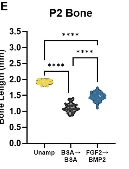 A chart comparing bone length in three groups: uninjured digits longest, untreated amputations shortest, treated amputations in between.