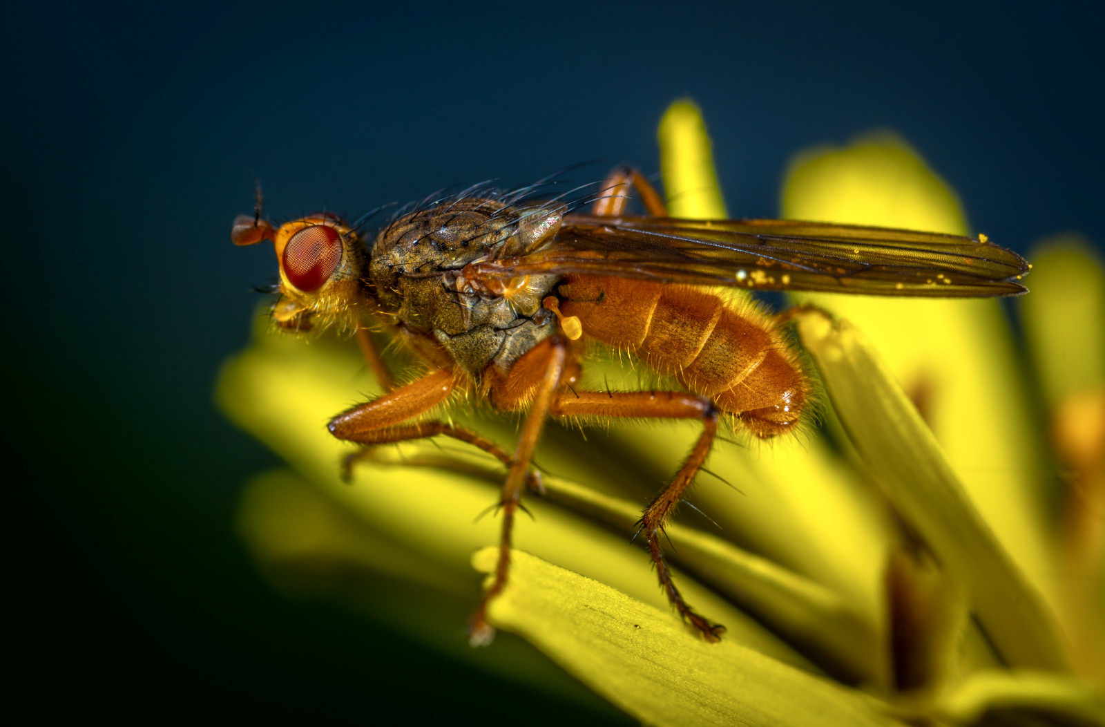 Drosophila melanogaster. Pic courtesy Egor Kamelev/PxHere. CC0 Public domain