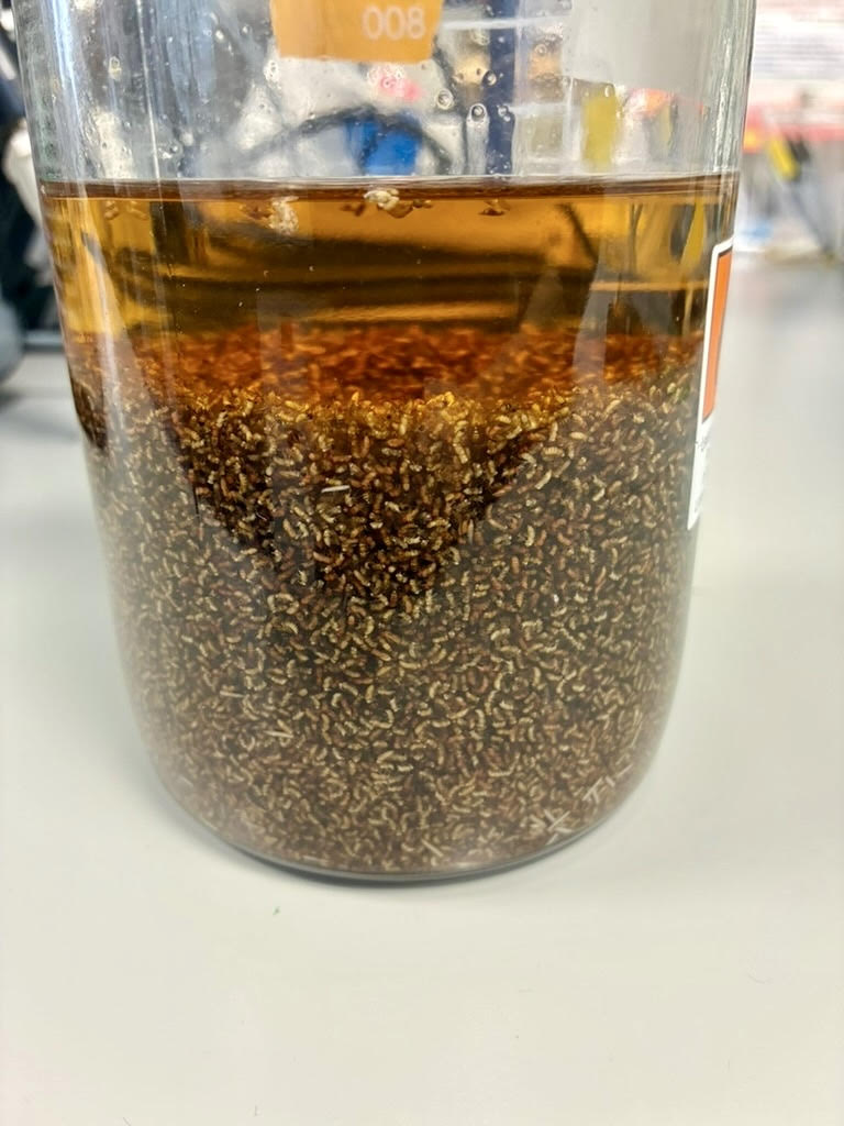 A large beaker packed with thousands of flies in amber liquid