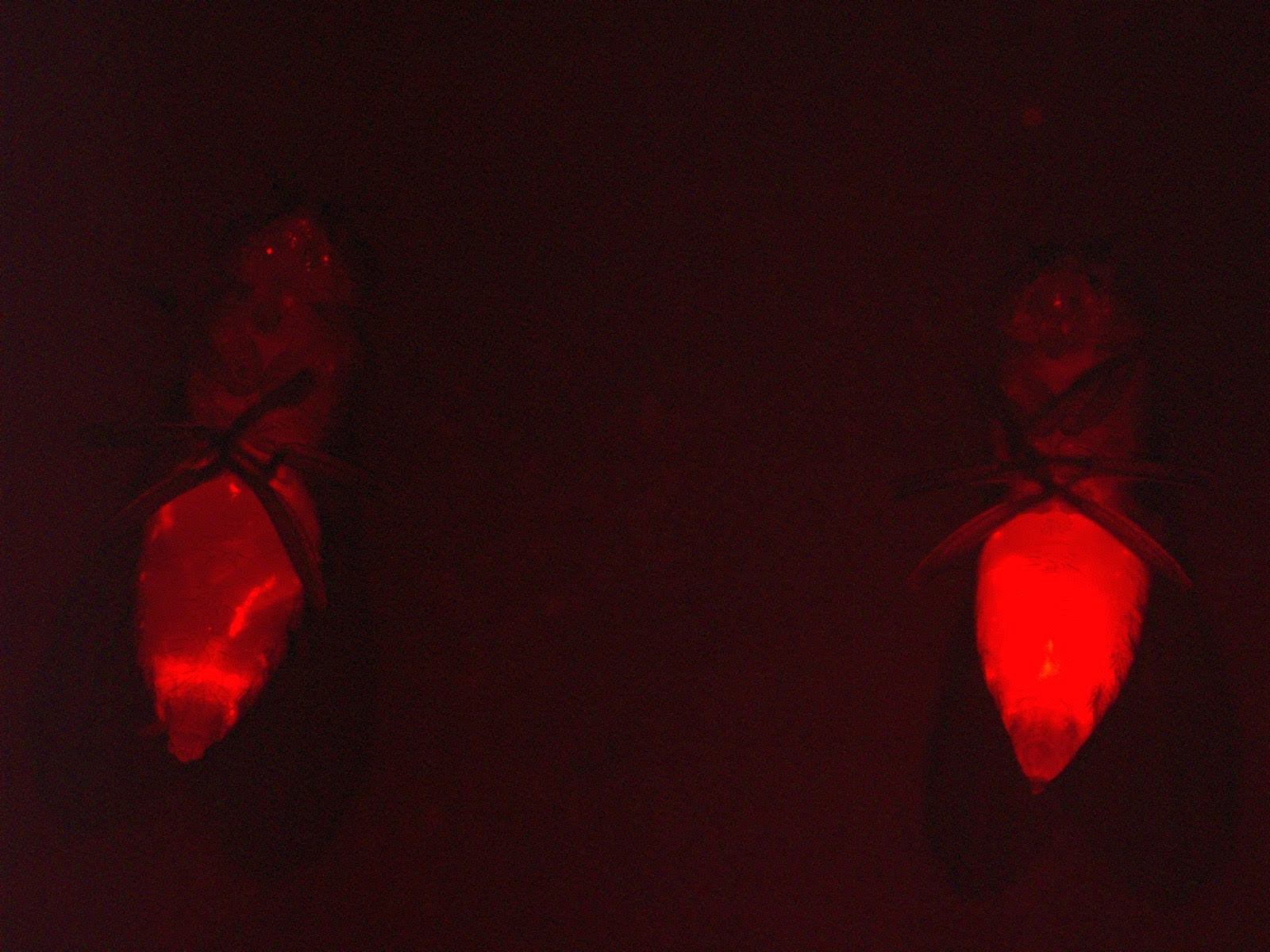 Two flies glowing red against a dark background under fluorescent light