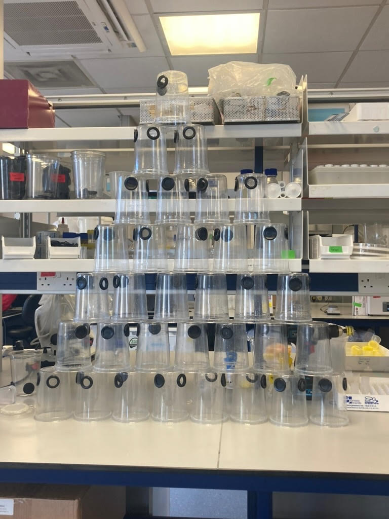 A pyramid of empty clear plastic fly cages, each with black ports, on a lab bench