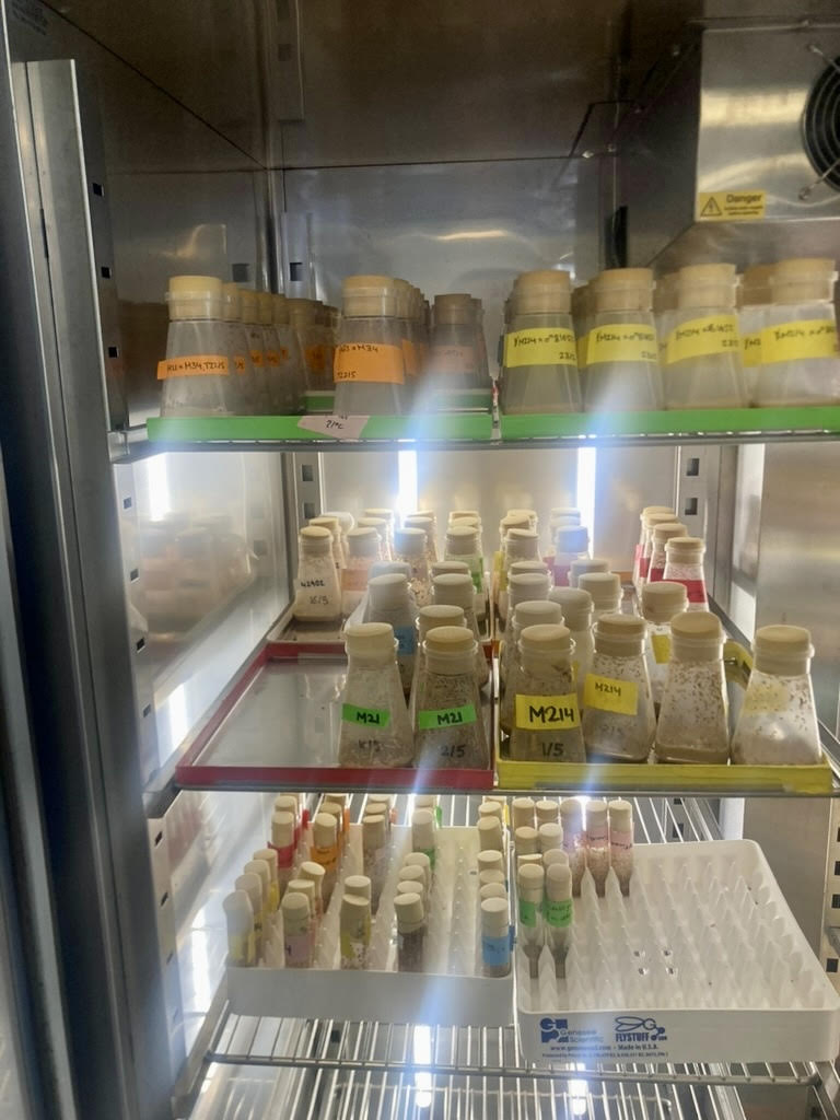 Shelves of labeled fly bottles and vials inside a lit incubator