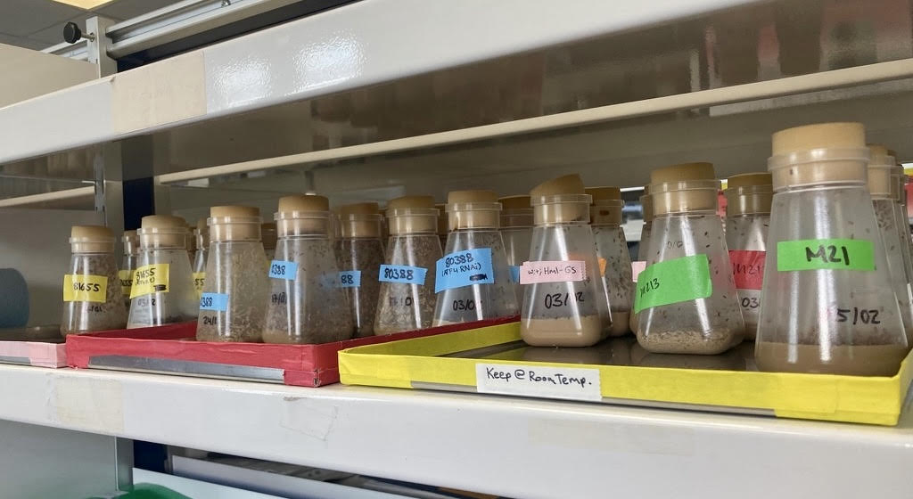 A row of fly bottles with colored labels on a lab shelf