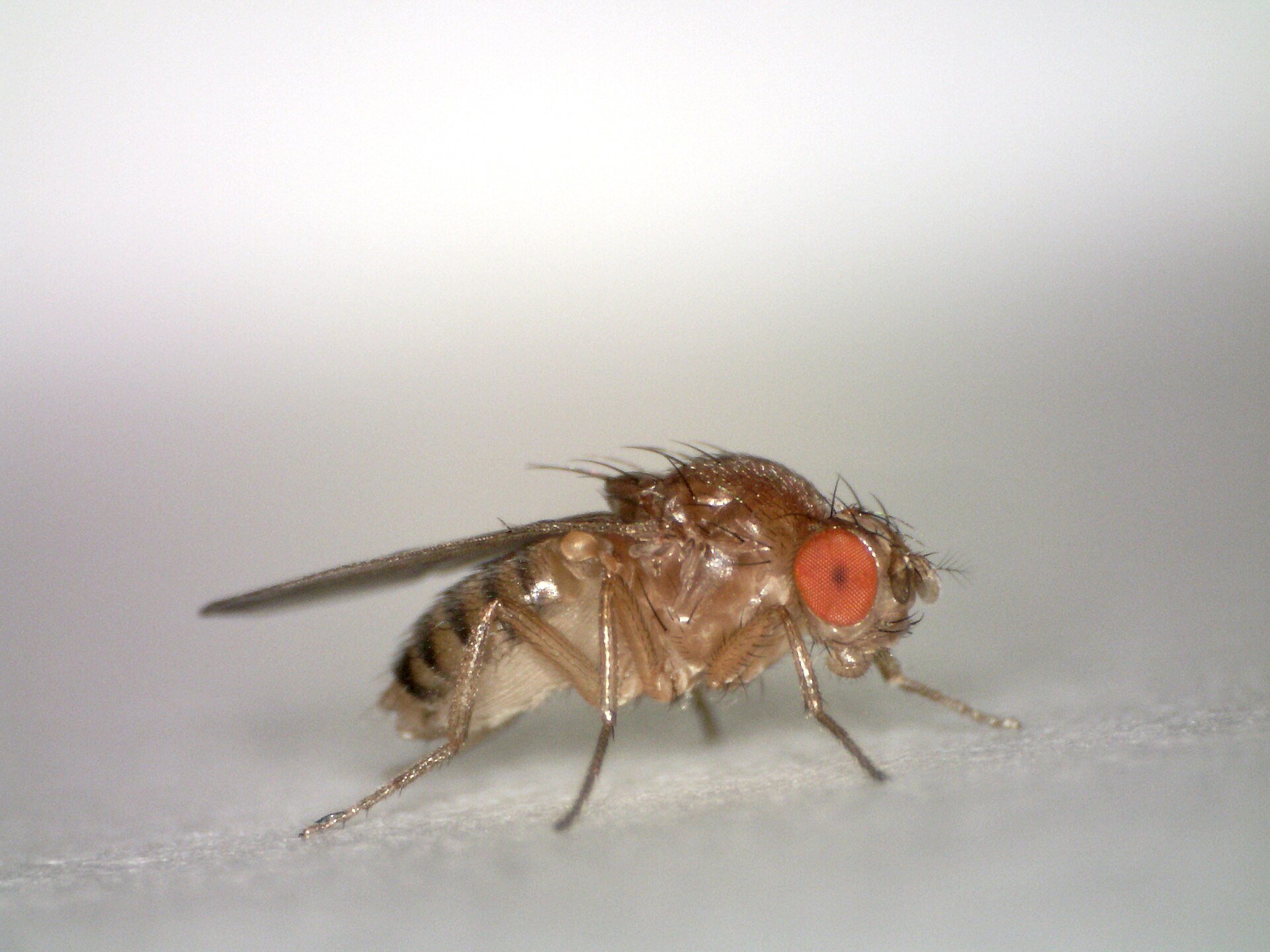 Side view of a fruit fly with red eyes and a striped abdomen on a white surface