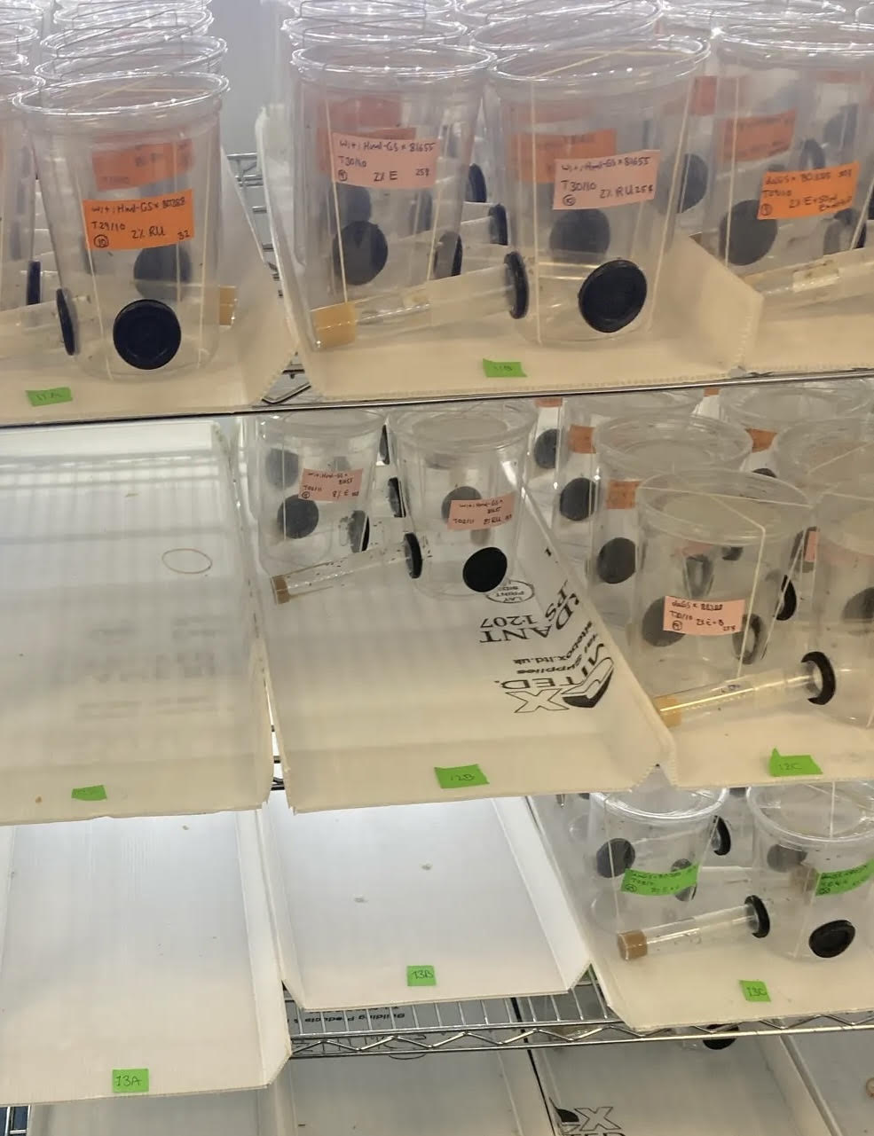 Clear plastic fly cages with handwritten orange and pink labels on lab shelves